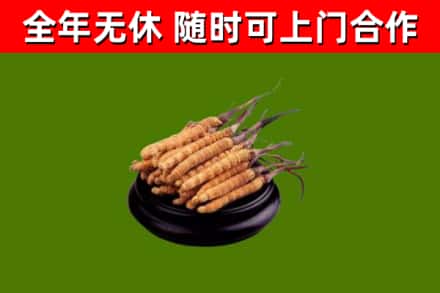 澄江市烟酒回收冬虫夏草.jpg
